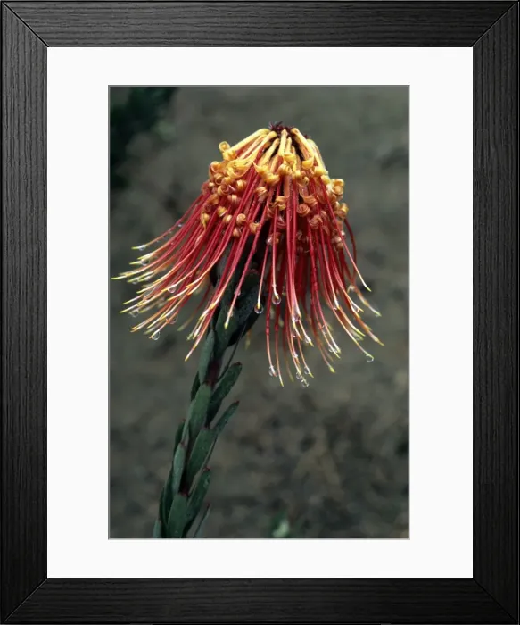 Framed Print : Picture No. 10856484 Framed Print : Picture No. 10856484