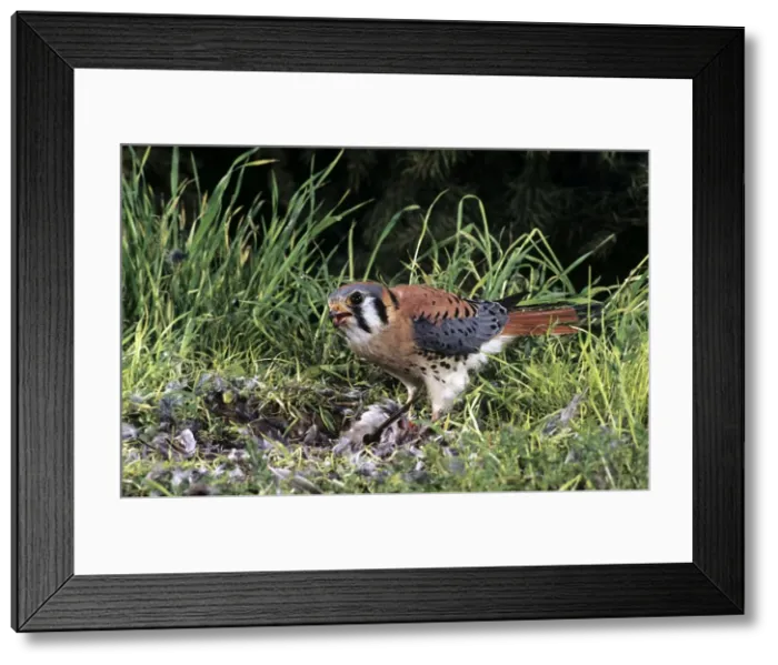 Framed Print : Picture No. 10856423 Framed Print : Picture No. 10856423