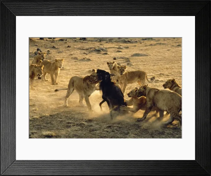 Framed Print : Picture No. 10856538 Framed Print : Picture No. 10856538