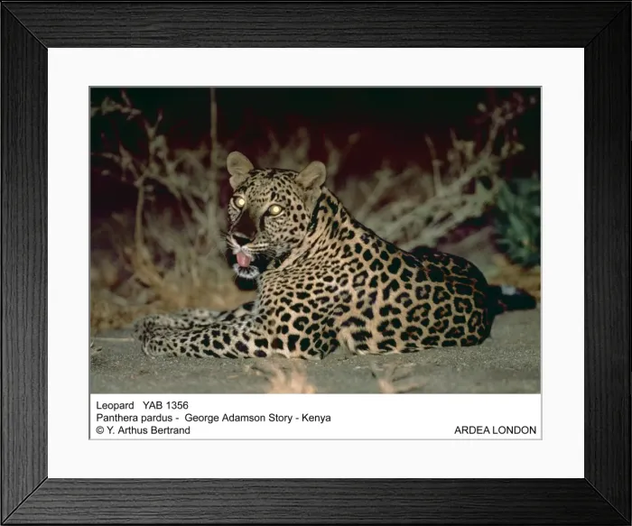 Framed Print : Picture No. 10856551 Framed Print : Picture No. 10856551