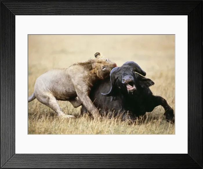Framed Print : Picture No. 10856546 Framed Print : Picture No. 10856546