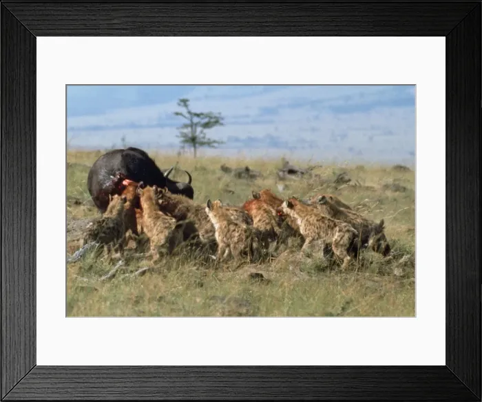 Framed Print : Picture No. 10856550 Framed Print : Picture No. 10856550