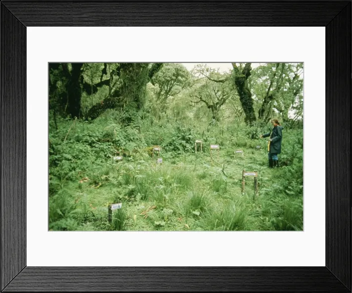 Framed Print : Picture No. 10856557 Framed Print : Picture No. 10856557