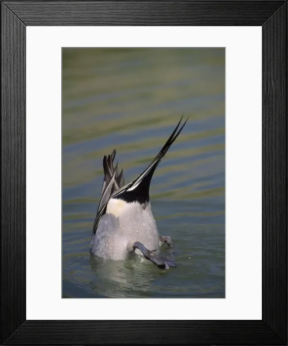 Framed Print : Picture No. 10856612 Framed Print : Picture No. 10856612