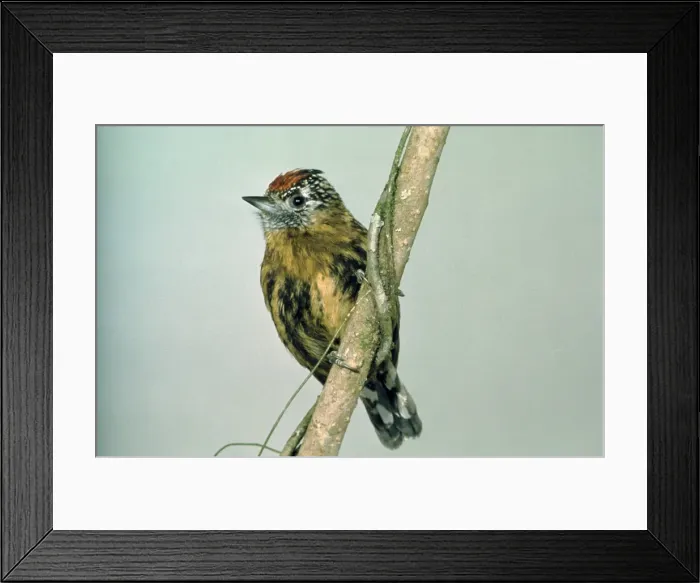 Framed Print : Picture No. 10856613 Framed Print : Picture No. 10856613