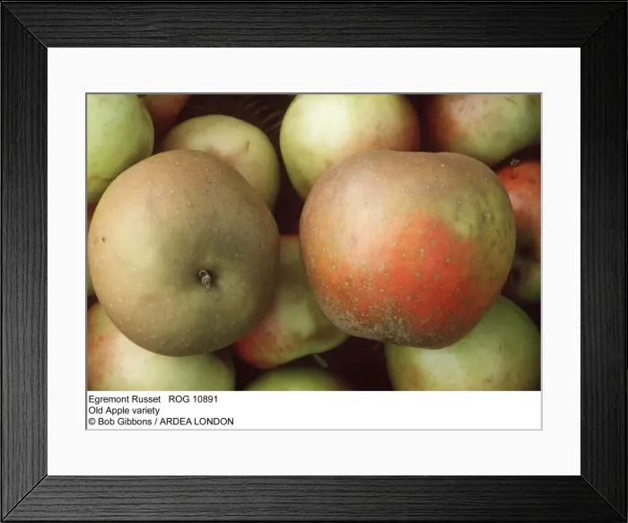 Framed Print : Picture No. 10856624 Framed Print : Picture No. 10856624