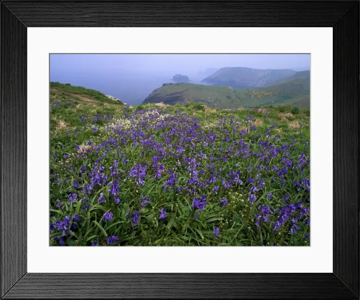 Framed Print : Picture No. 10856623 Framed Print : Picture No. 10856623