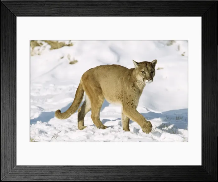 Framed Print : Picture No. 10856665 Framed Print : Picture No. 10856665