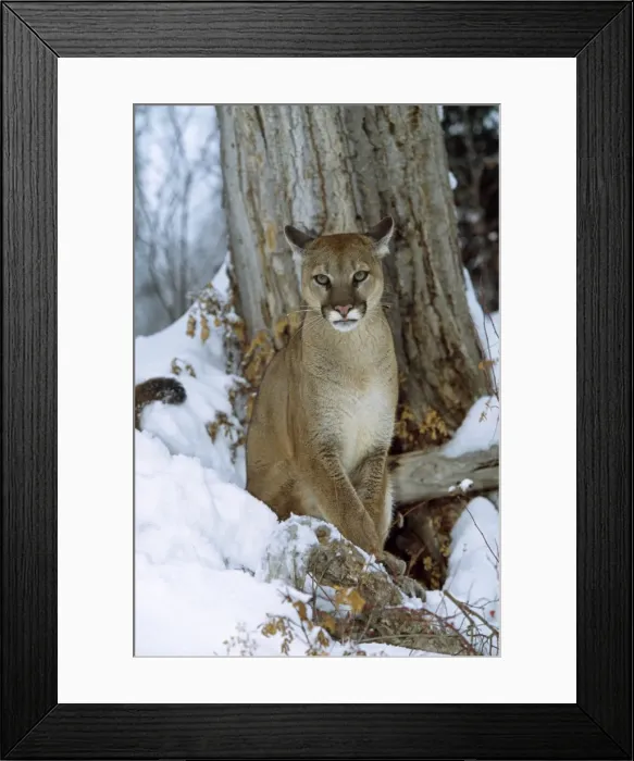 Framed Print : Picture No. 10856666 Framed Print : Picture No. 10856666