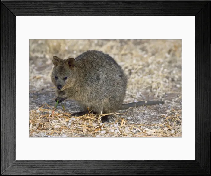 Framed Print : Picture No. 10856682
