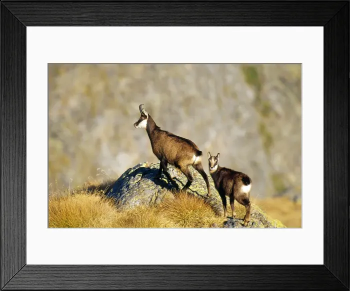 Framed Print : Picture No. 10856659 Framed Print : Picture No. 10856659