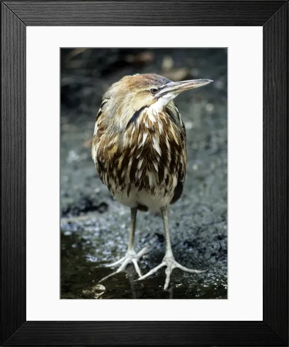 Framed Print : Picture No. 10856681 Framed Print : Picture No. 10856681