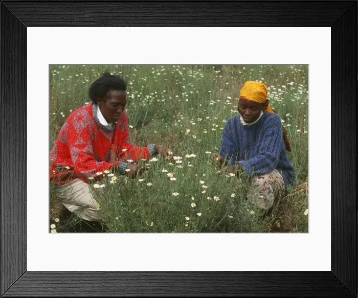 Framed Print : Picture No. 10856684 Framed Print : Picture No. 10856684