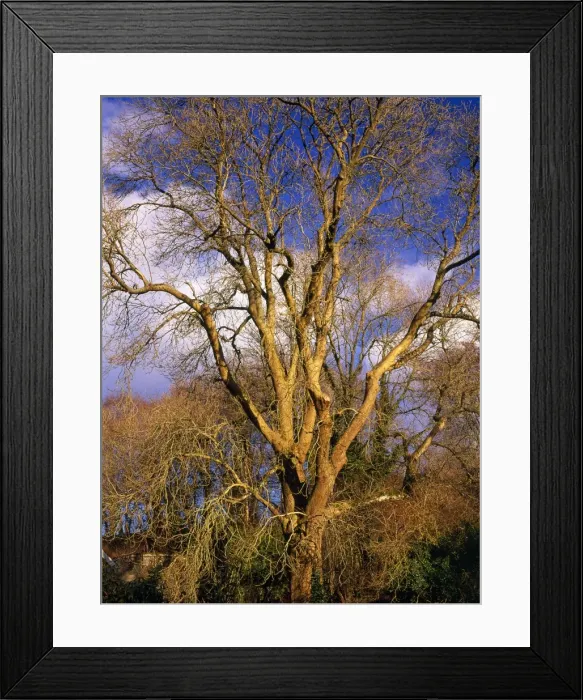 Framed Print : Picture No. 10856620 Framed Print : Picture No. 10856620
