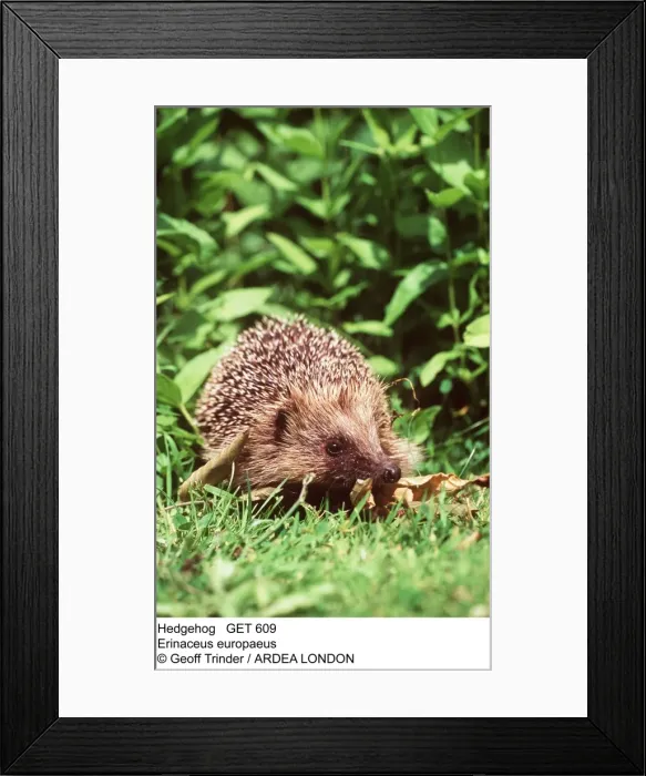 Framed Print : Picture No. 10856706 Framed Print : Picture No. 10856706