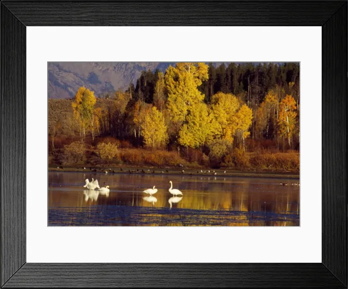 Framed Print : Picture No. 10856691 Framed Print : Picture No. 10856691