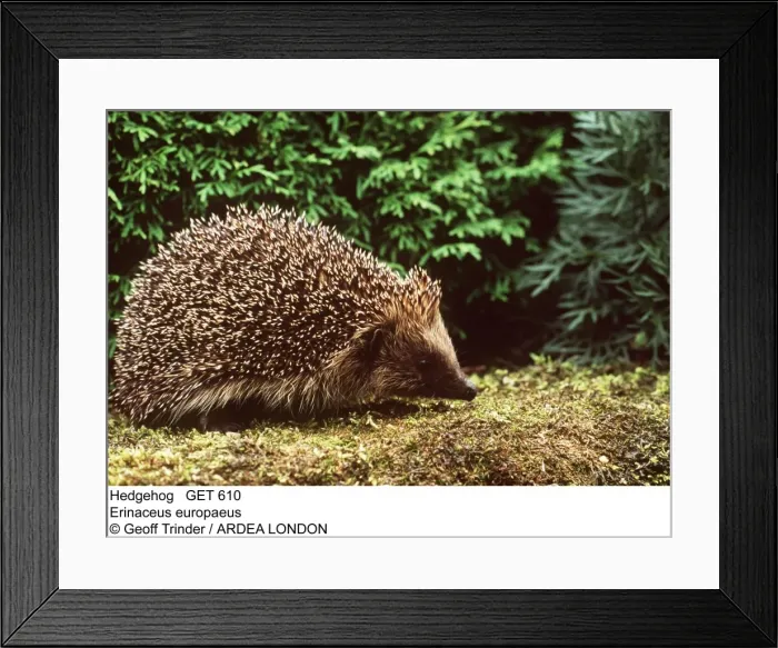 Framed Print : Picture No. 10856707 Framed Print : Picture No. 10856707