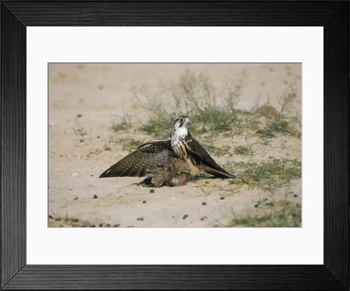 Framed Print : Picture No. 10856728 Framed Print : Picture No. 10856728