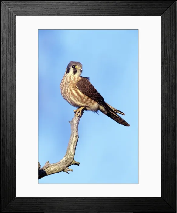 Framed Print : Picture No. 10856806