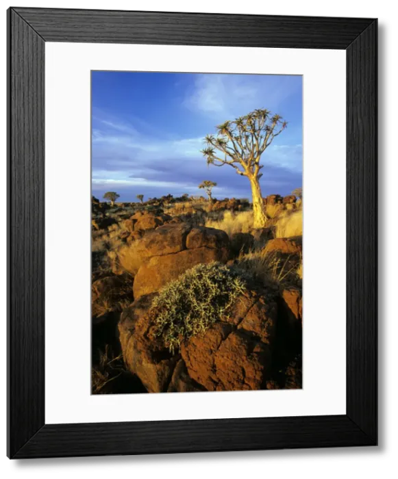 Framed Print : Picture No. 10856717