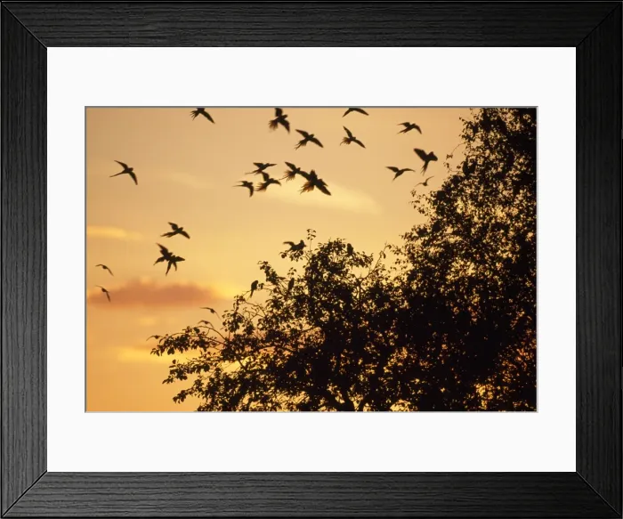 Framed Print : Picture No. 10856813 Framed Print : Picture No. 10856813