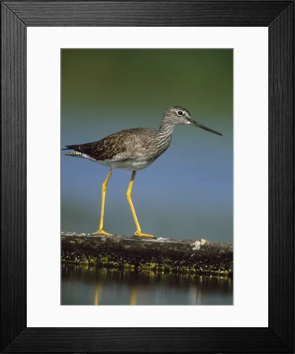 Framed Print : Picture No. 10856800 Framed Print : Picture No. 10856800