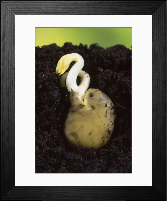 Framed Print : Picture No. 10856815 Framed Print : Picture No. 10856815