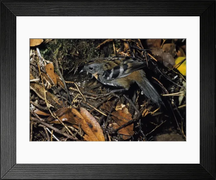 Framed Print : Picture No. 10856723 Framed Print : Picture No. 10856723