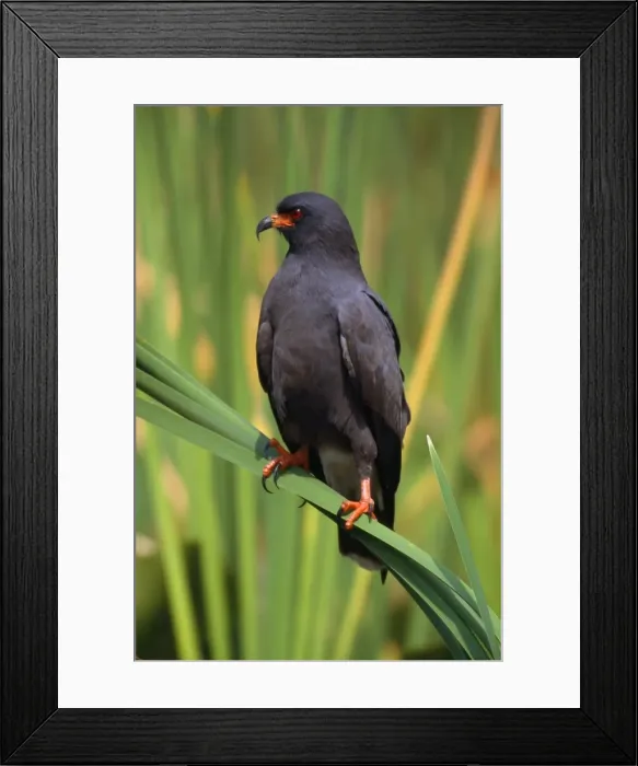 Framed Print : Picture No. 10856808 Framed Print : Picture No. 10856808