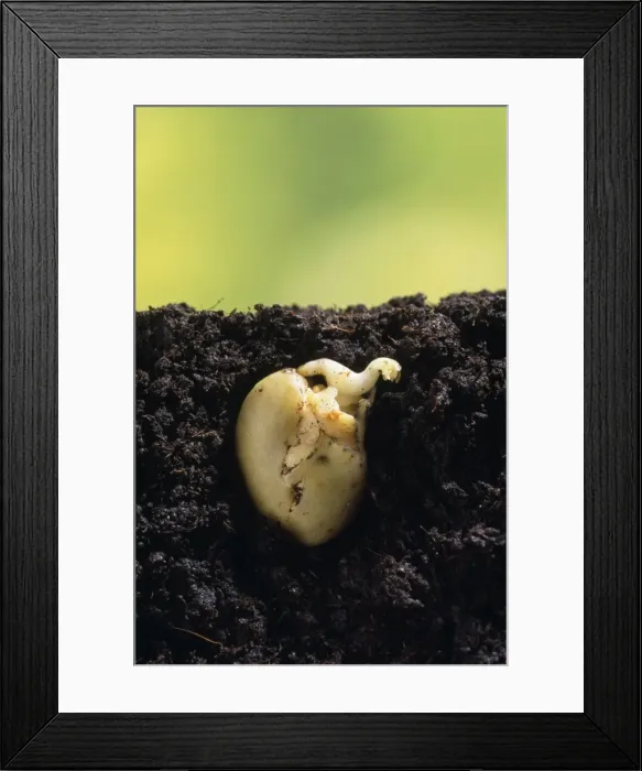 Framed Print : Picture No. 10856814 Framed Print : Picture No. 10856814