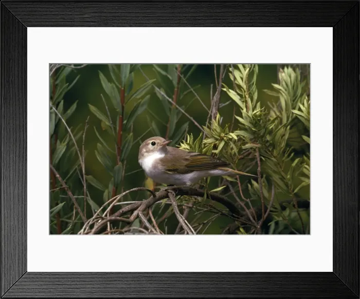 Framed Print : Picture No. 10856841
