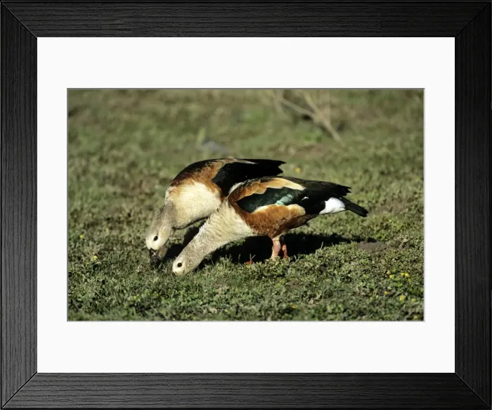 Framed Print : Picture No. 10856830 Framed Print : Picture No. 10856830