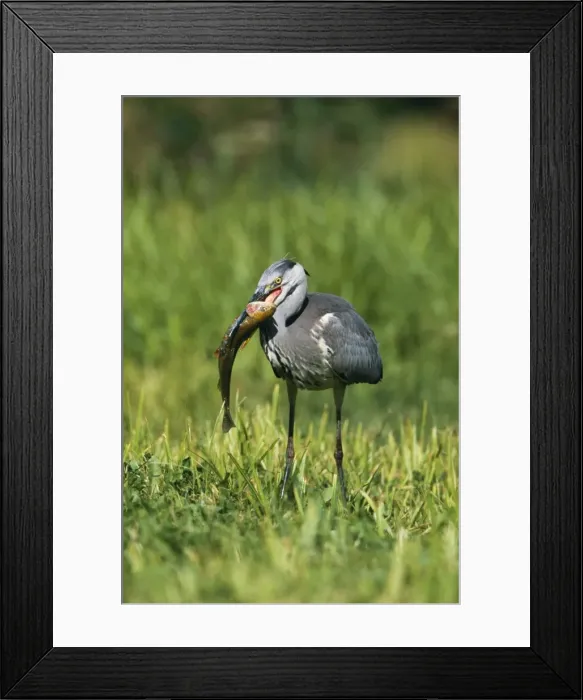 Framed Print : Picture No. 10856857 Framed Print : Picture No. 10856857