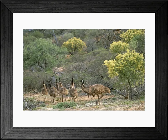 Framed Print : Picture No. 10856836 Framed Print : Picture No. 10856836