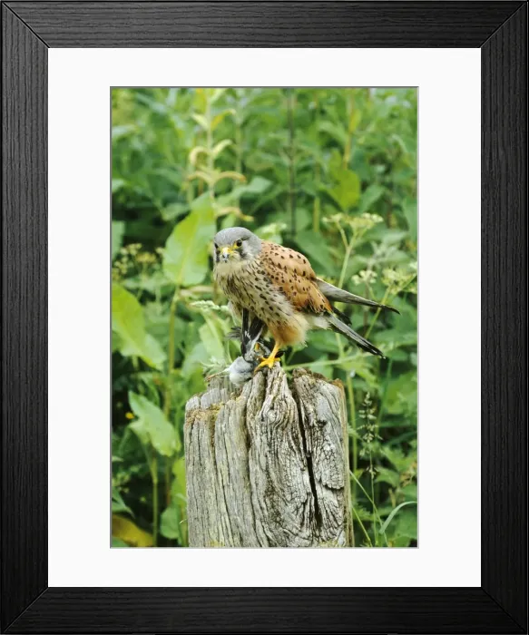 Framed Print : Picture No. 10856851 Framed Print : Picture No. 10856851