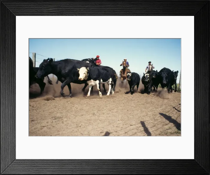 Framed Print : Picture No. 10856903 Framed Print : Picture No. 10856903