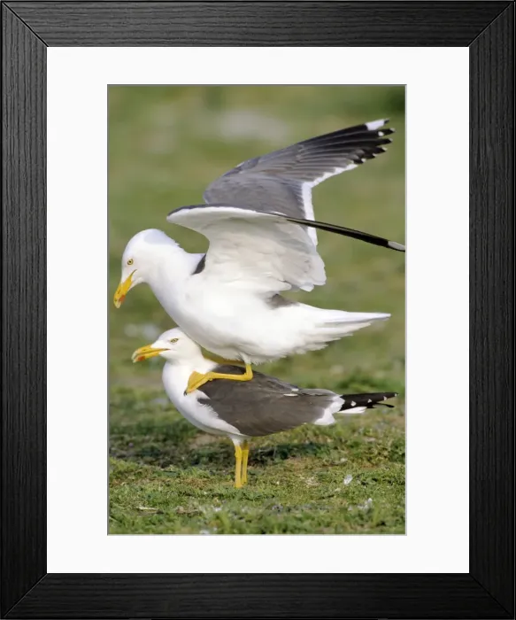 Framed Print : Picture No. 10856936 Framed Print : Picture No. 10856936
