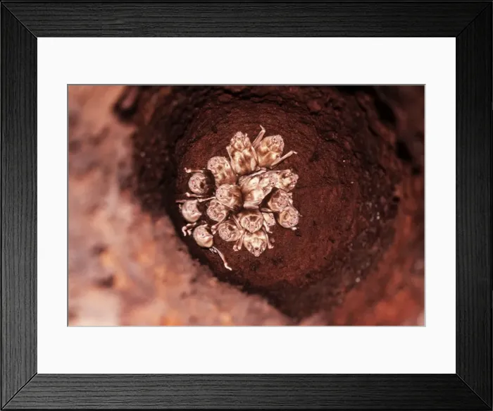Framed Print : Picture No. 10856969