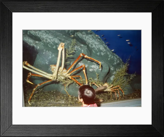 Framed Print : Picture No. 10856955 Framed Print : Picture No. 10856955
