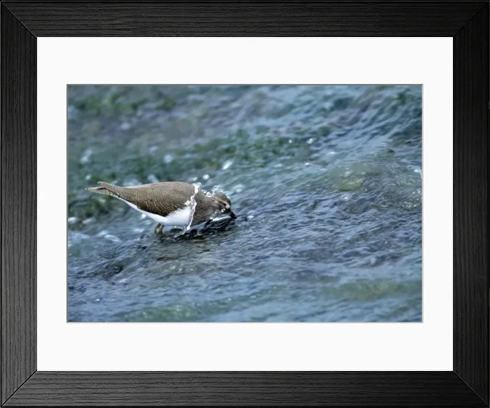 Framed Print : Picture No. 10857000 Framed Print : Picture No. 10857000