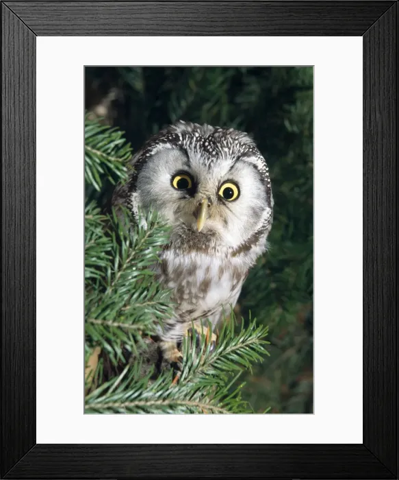 Framed Print : Picture No. 10857074 Framed Print : Picture No. 10857074