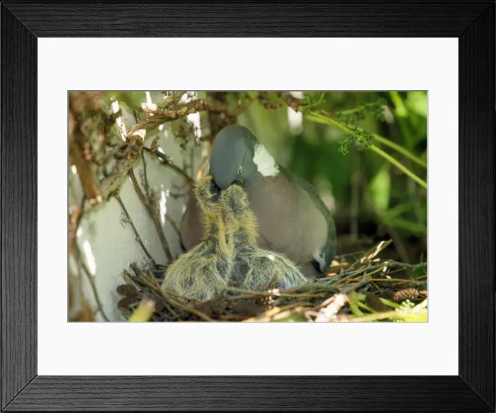 Framed Print : Picture No. 10857045 Framed Print : Picture No. 10857045