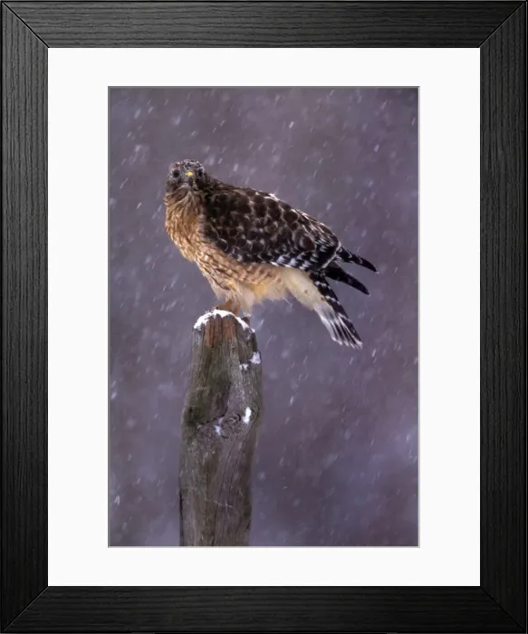 Framed Print : Picture No. 10857059 Framed Print : Picture No. 10857059