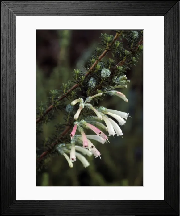 Framed Print : Picture No. 10857105 Framed Print : Picture No. 10857105