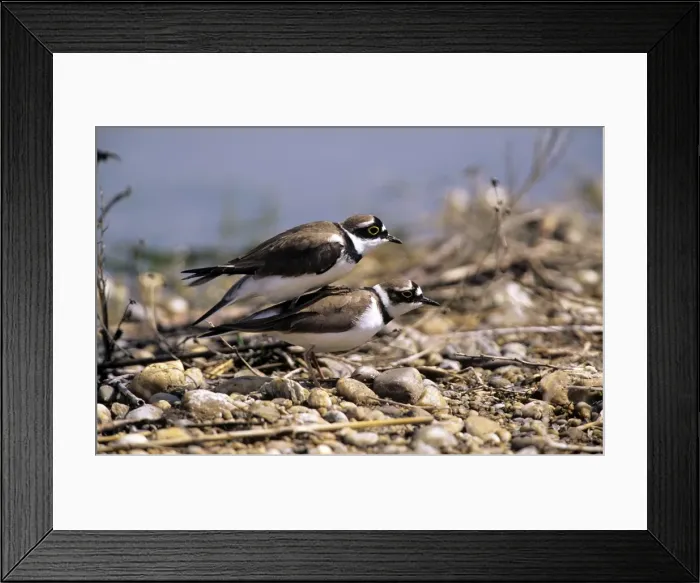 Framed Print : Picture No. 10857111 Framed Print : Picture No. 10857111