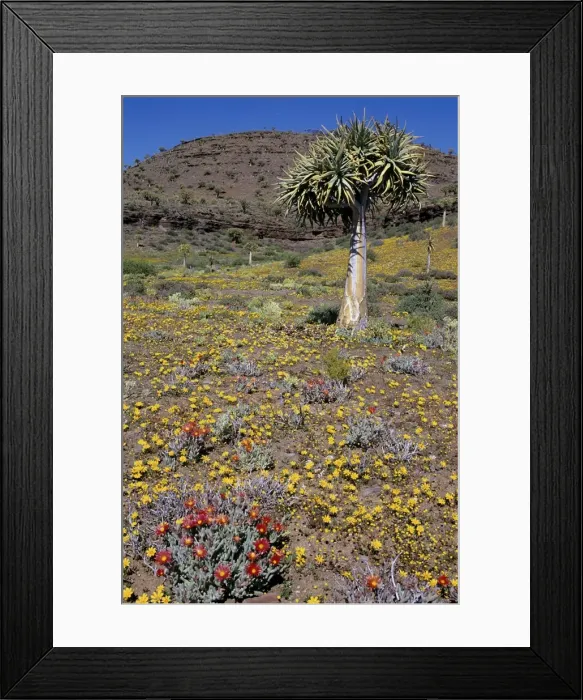 Framed Print : Picture No. 10857127