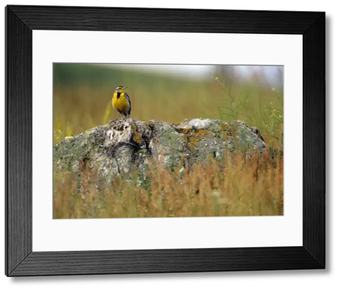 Framed Print : Picture No. 10857107 Framed Print : Picture No. 10857107