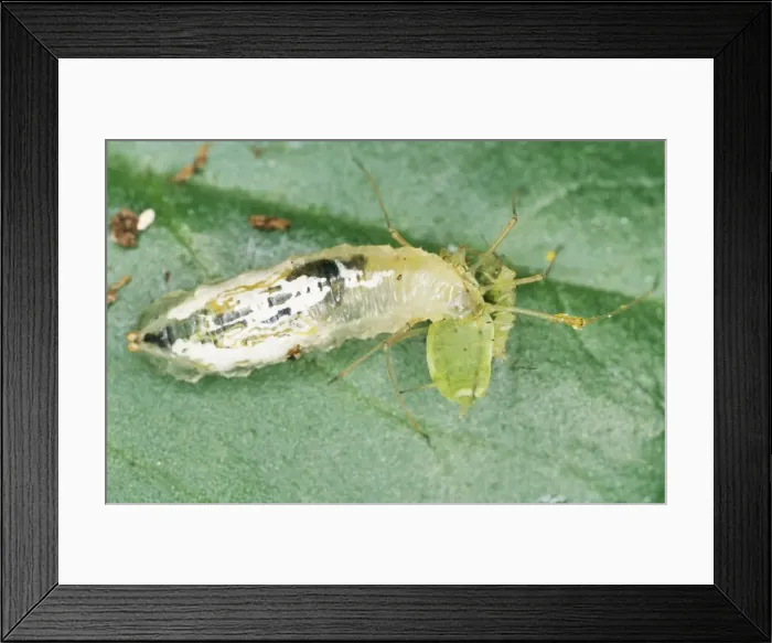 Framed Print : Picture No. 10857153 Framed Print : Picture No. 10857153