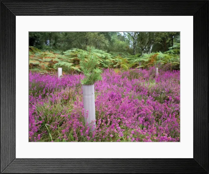Framed Print : Picture No. 10857110 Framed Print : Picture No. 10857110