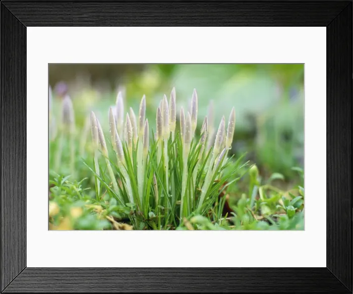 Framed Print : Picture No. 10857155